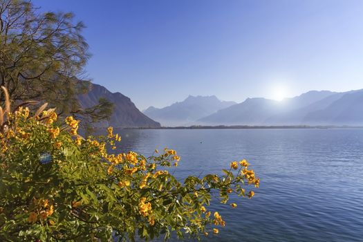 Yellow flowers at Geneva lake, Montreux, Switzerland. See Alps mountains in the background.