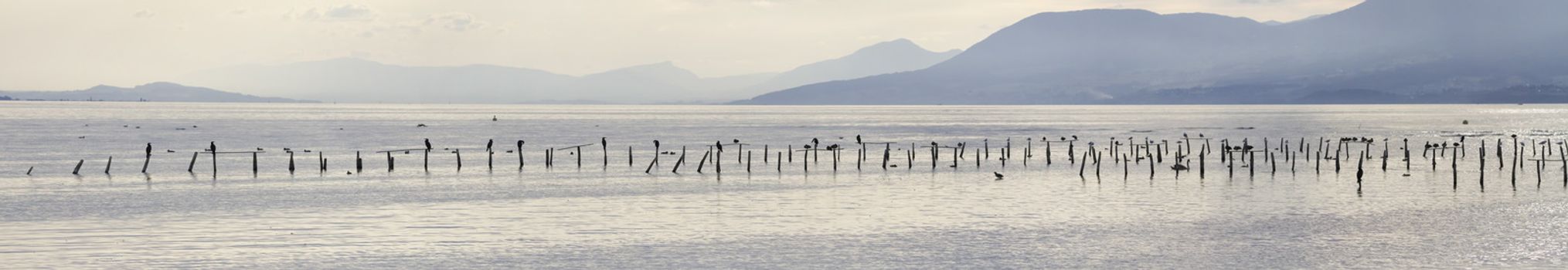 Panoramic view of Neuchatel lake with cormorant birds by beautiful blue day, Switzerland