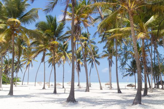Perfect tropical white sandy beach with palm trees, Paje, Zanzibar, Tanzania