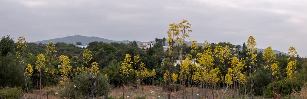 Close view of the beautiful Giant fennel wildflower (Ferula communis subsp. catalaunica).