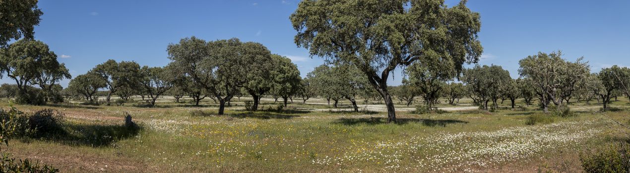 Typical view of Spring landscape in Alentejo with white daisies and holm oak trees.