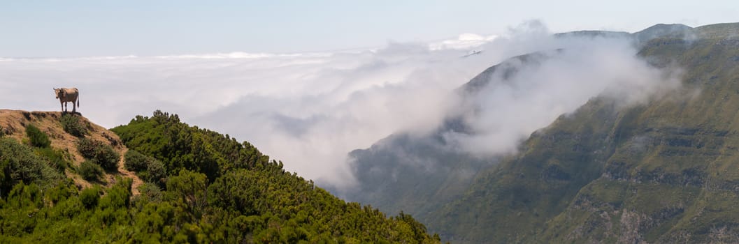 Brown cow on top of the mountain, in Madeira island.