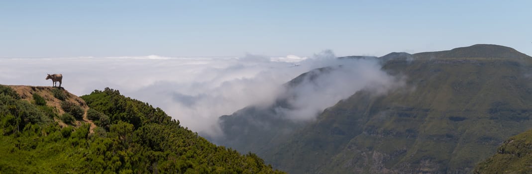 Brown cow on top of the mountain, in Madeira island.