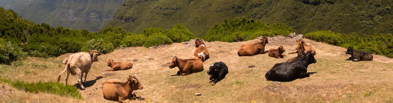 Close up view of a group of cows relaxing on the sun, in the mountain range.