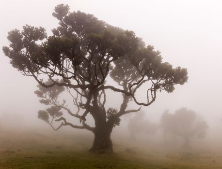 Fanal old Laurel trees location, famous hiking trail on Madeira island, Portugal.