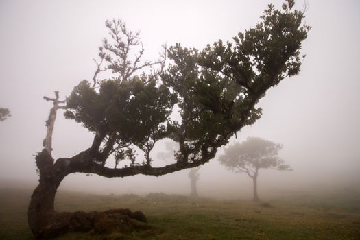 Fanal old Laurel trees location, famous hiking trail on Madeira island, Portugal.