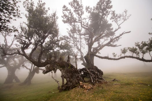 Fanal old Laurel trees location, famous hiking trail on Madeira island, Portugal.