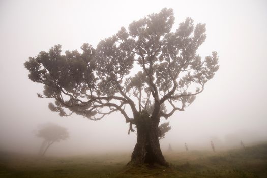 Fanal old Laurel trees location, famous hiking trail on Madeira island, Portugal.