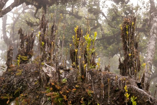 Fanal old Laurel trees location, famous hiking trail on Madeira island, Portugal.