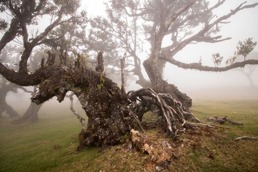 Fanal old Laurel trees location, famous hiking trail on Madeira island, Portugal.