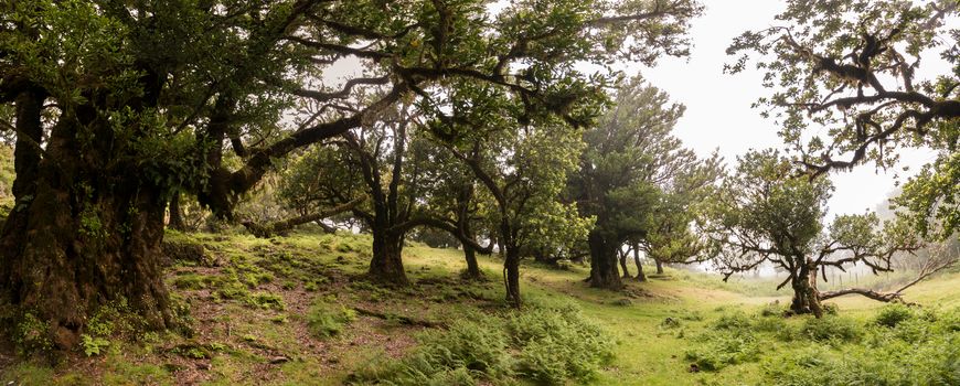 Fanal old Laurel trees location, famous hiking trail on Madeira island, Portugal.