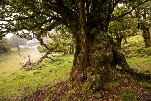 Fanal old Laurel trees location, famous hiking trail on Madeira island, Portugal.