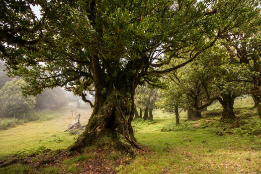 Fanal old Laurel trees location, famous hiking trail on Madeira island, Portugal.