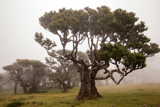 Fanal old Laurel trees location, famous hiking trail on Madeira island, Portugal.