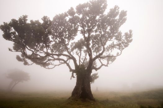 Fanal old Laurel trees location, famous hiking trail on Madeira island, Portugal.