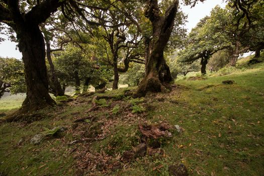 Fanal old Laurel trees location, famous hiking trail on Madeira island, Portugal.