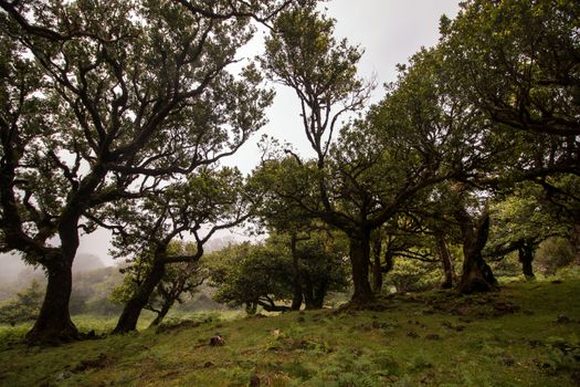 Fanal old Laurel trees location, famous hiking trail on Madeira island, Portugal.