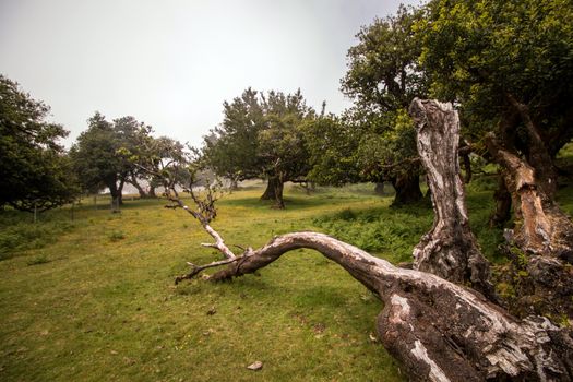 Fanal old Laurel trees location, famous hiking trail on Madeira island, Portugal.