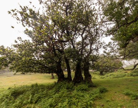 Fanal old Laurel trees location, famous hiking trail on Madeira island, Portugal.