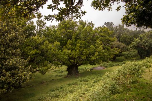 Fanal old Laurel trees location, famous hiking trail on Madeira island, Portugal.