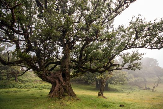 Fanal old Laurel trees location, famous hiking trail on Madeira island, Portugal.