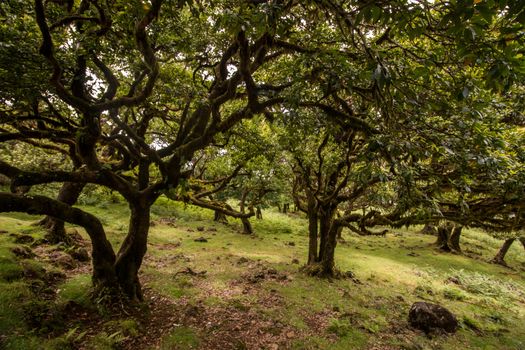 Fanal old Laurel trees location, famous hiking trail on Madeira island, Portugal.