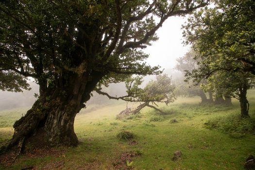 Fanal old Laurel trees location, famous hiking trail on Madeira island, Portugal.