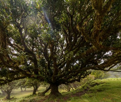Fanal old Laurel trees location, famous hiking trail on Madeira island, Portugal.