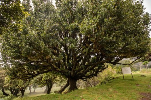 Fanal old Laurel trees location, famous hiking trail on Madeira island, Portugal.