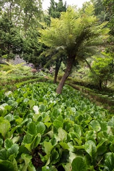 Tropical garden Monte Palace, located in Funchal city, Madeira island, Portugal.