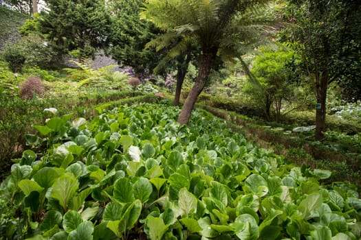 Tropical garden Monte Palace, located in Funchal city, Madeira island, Portugal.