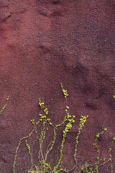 View of a Ivy plant crawling on a red wall.