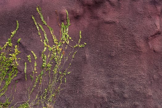 View of a Ivy plant crawling on a red wall.