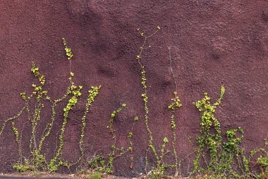 View of a Ivy plant crawling on a red wall.