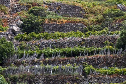View of a vineyard plantation in madeira island.
