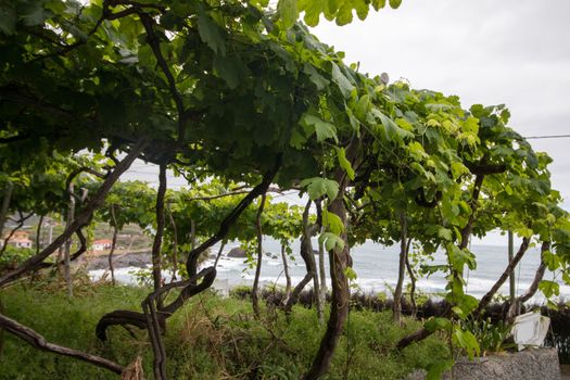 View of a vineyard plantations in madeira island.