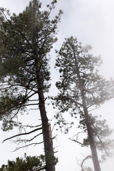 View of Pine trees in the morning fog.