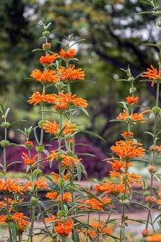 View of the Leonotis leonurus, also known as lion's tail and wild dagga flower.