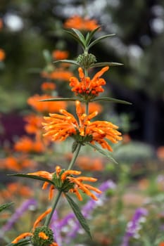 View of the Leonotis leonurus, also known as lion's tail and wild dagga flower.
