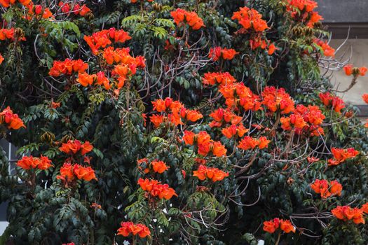 View of the beaufitul African Tulip tree (Spathodea campanulata).