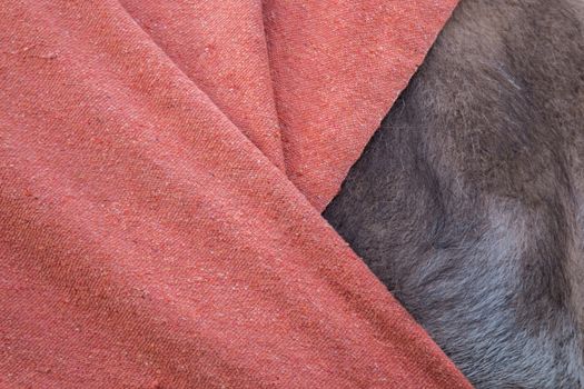 Close view of a body section of a camel.
