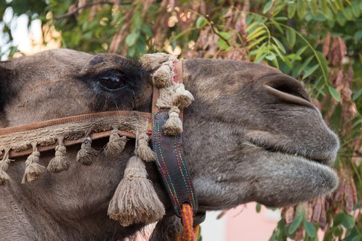 Close view of a camel head in medieval festival.