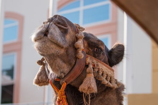 Close view of a camel head in medieval festival.