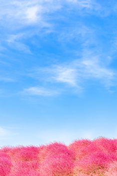 Kochia and cosmos bush with hill landscape Mountain,at Hitachi Seaside Park in autumn with blue sky at Ibaraki, Japan