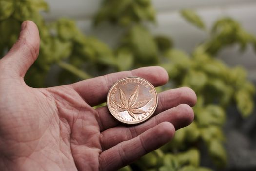 Physical brass marijuana coin in hand over the chives in the kitchen. Natural weed concept.