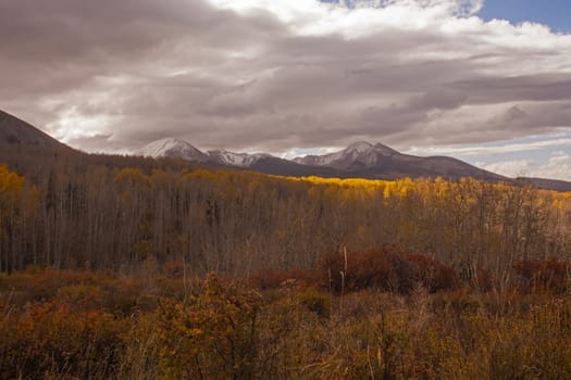 Fall colors in the Manti-La Sal State Forest, with the La Sal Mountains on the horizon