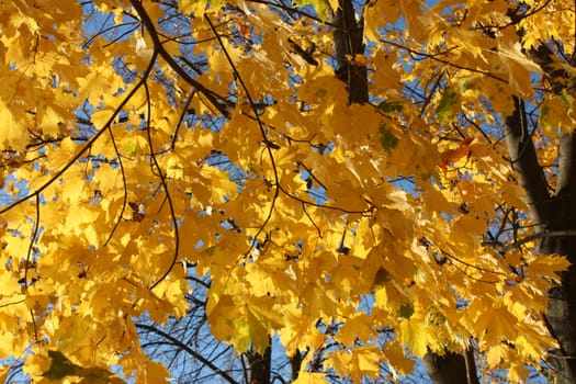 autumn. yellow leaves, on blue sky background