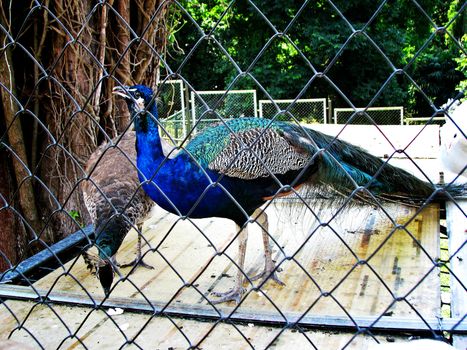 Male and female peacock pecking at food in zoo cage.