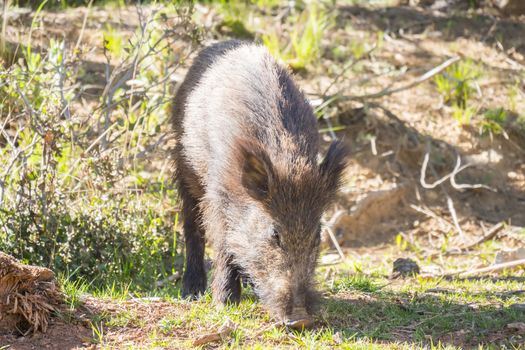 Wild boar in the forest, Cazorla, Jaen, Spain