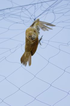 Image of bird (Sparrow) is attached to the net. Animals.
